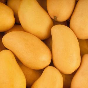 Atulfo Mango (1 Pcs)