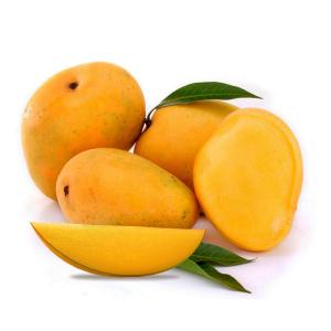 Indian Kesar Mango (8-10 PCS)(BOX) (No Return - No Refund)