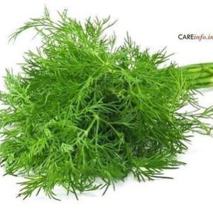 Suva Dill - (Bunch)