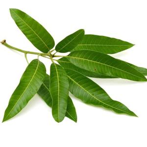 Mango Leaves 12 Leaves