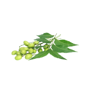 Neem Leaves (Bag)